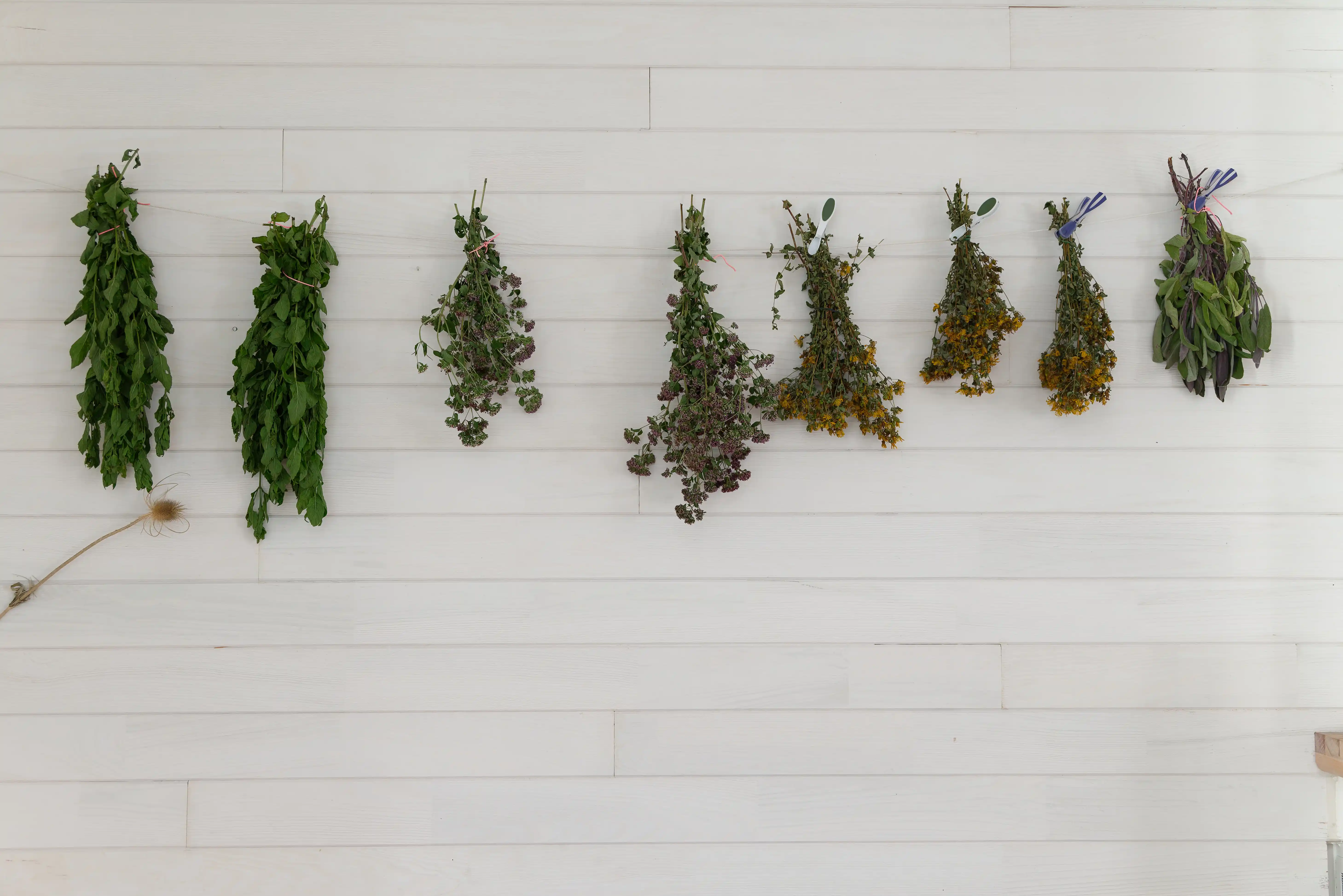 Ateliers de santé naturelle